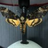 Deaths-Head Moth Skull Lamp